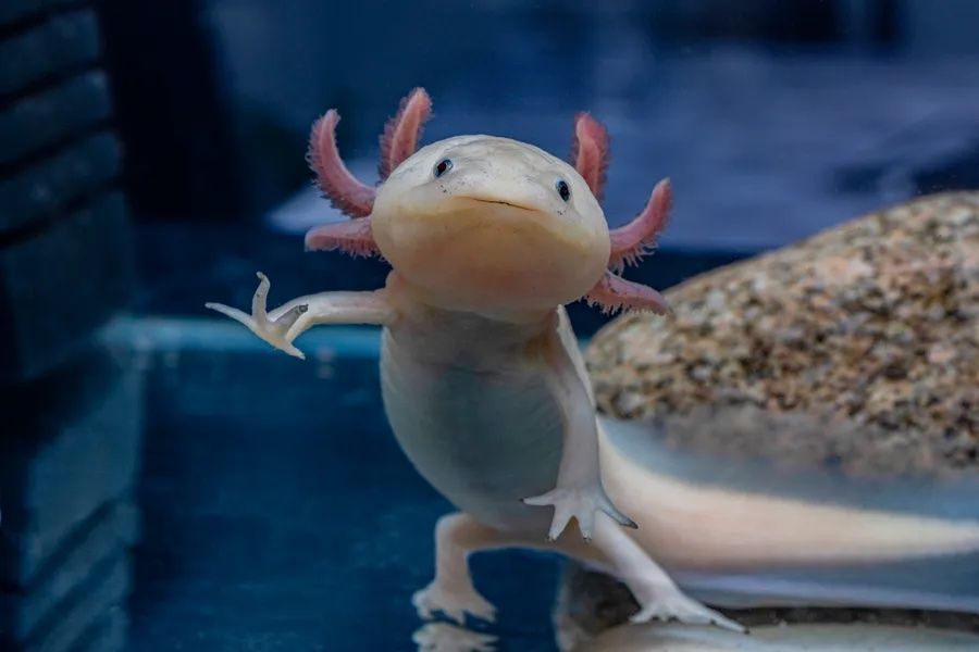 In Search of the Last Wild Axolotls