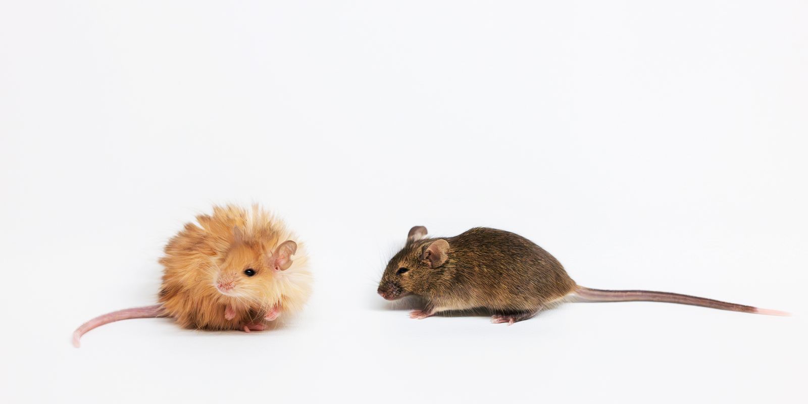 Scientists Just Created a ‘Woolly Mouse’ With Mammoth-Like Fur