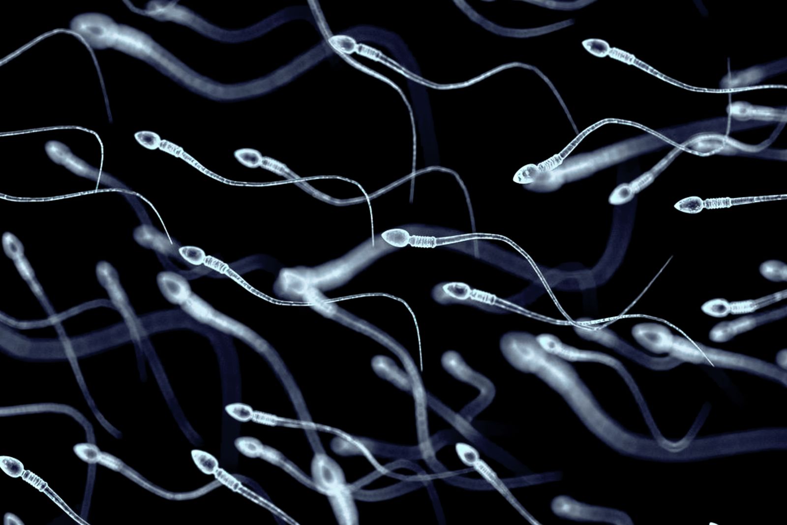 Sperm Stem Cells Were Used for the First Time in an Attempt to Restore Fertility