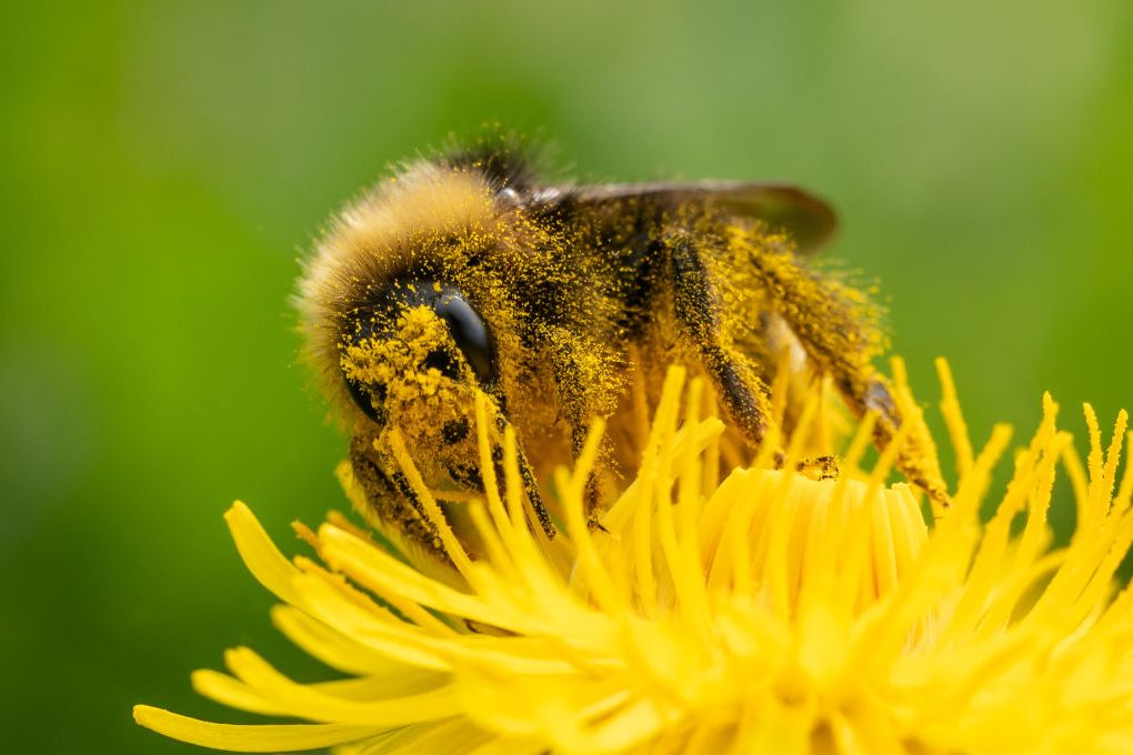 Welcome to the Worst Allergy Season Ever