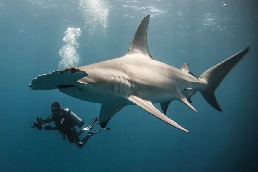 One Photographer’s Quest to Redefine the Shark
