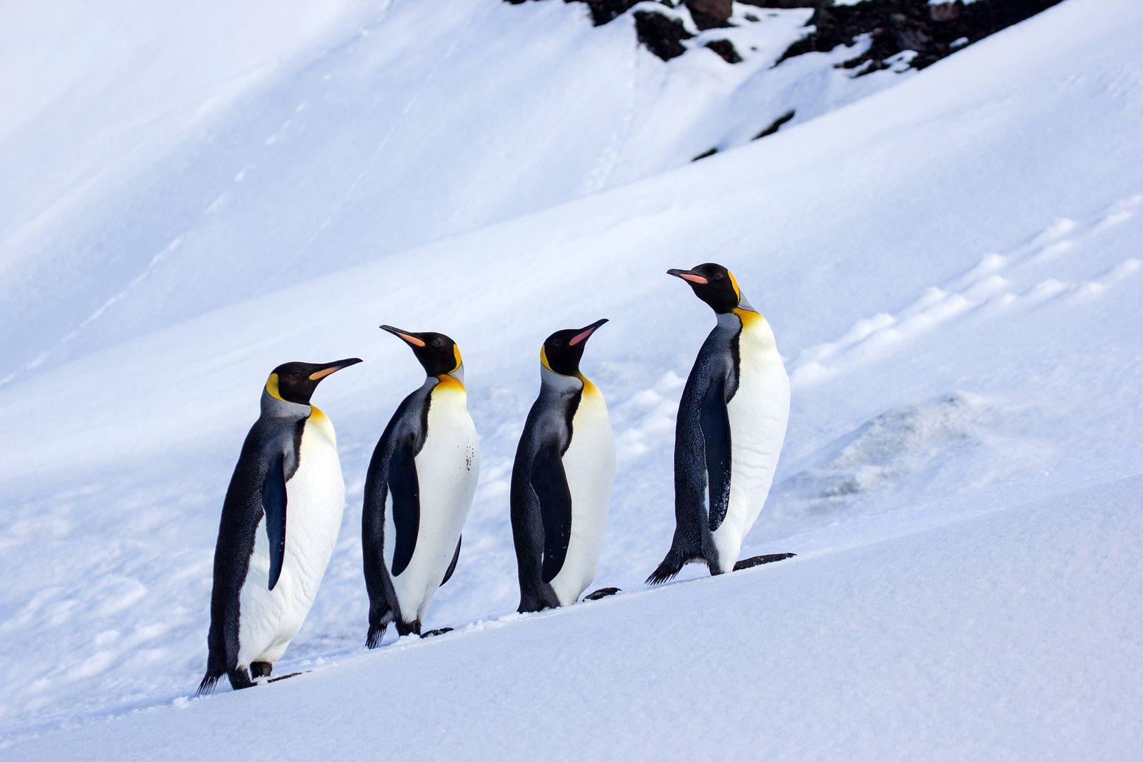 Trump Tariffs Hit Antarctic Islands Inhabited by Zero Humans and Many Penguins