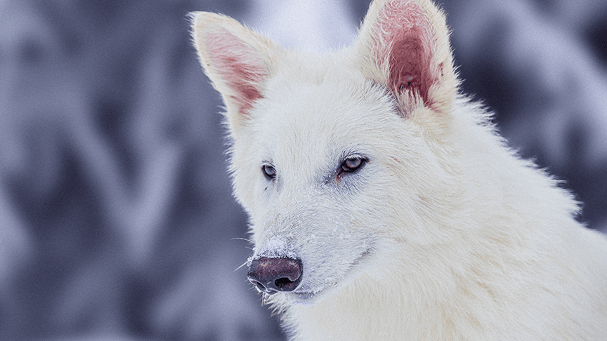 Scientists Claim to Have Brought Back the Dire Wolf